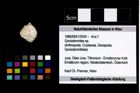 Foto (Objekt + Etikett) von Goniodromites sp.  (NHMW-GEO-1990-0041-2934)